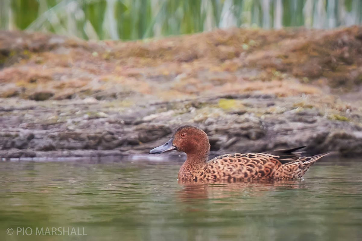 Cinnamon Teal - ML260123351