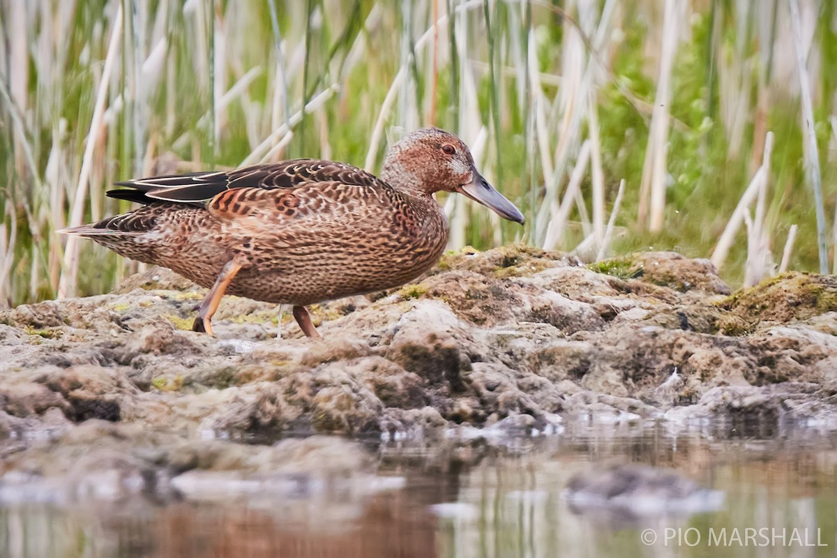 Cinnamon Teal - ML260123381