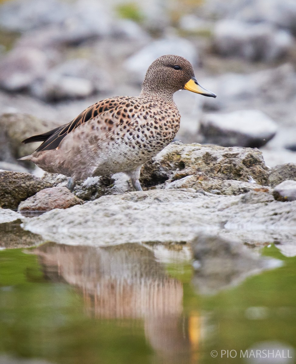 Yellow-billed Teal - Pio Marshall