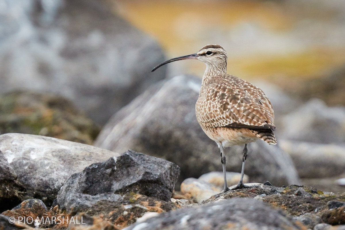 Whimbrel - Pio Marshall