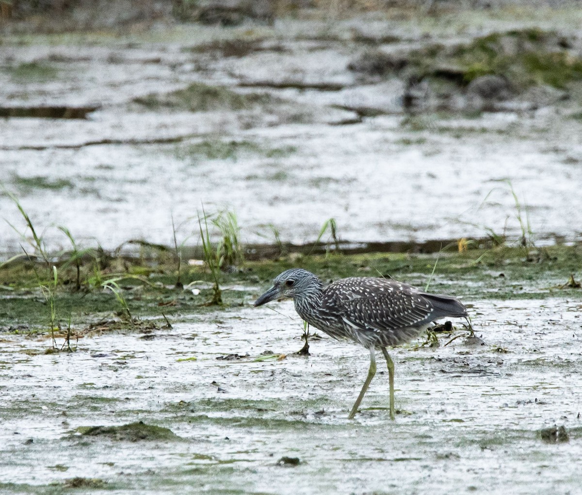 Yellow-crowned Night Heron - ML260127171