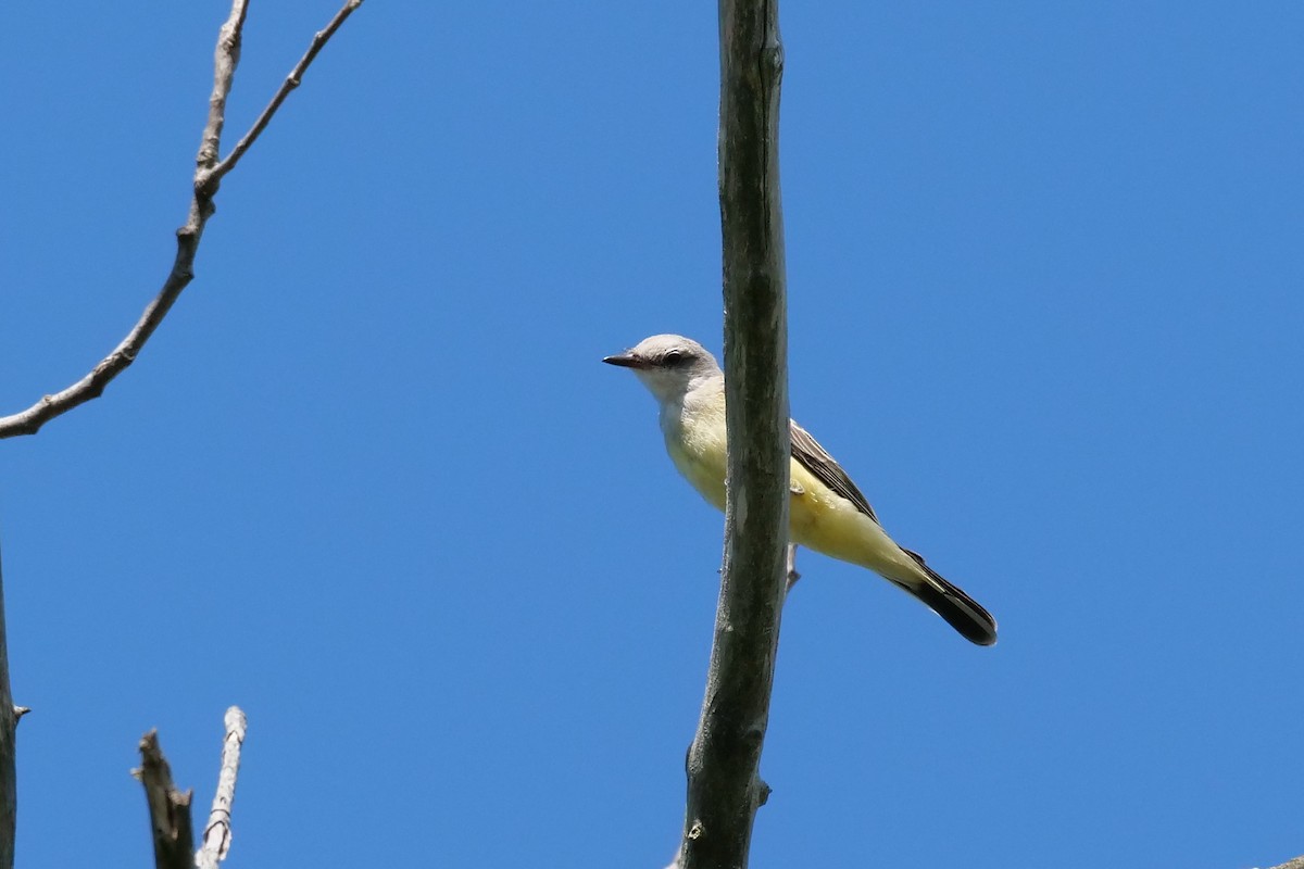 Western Kingbird - Russ Smiley