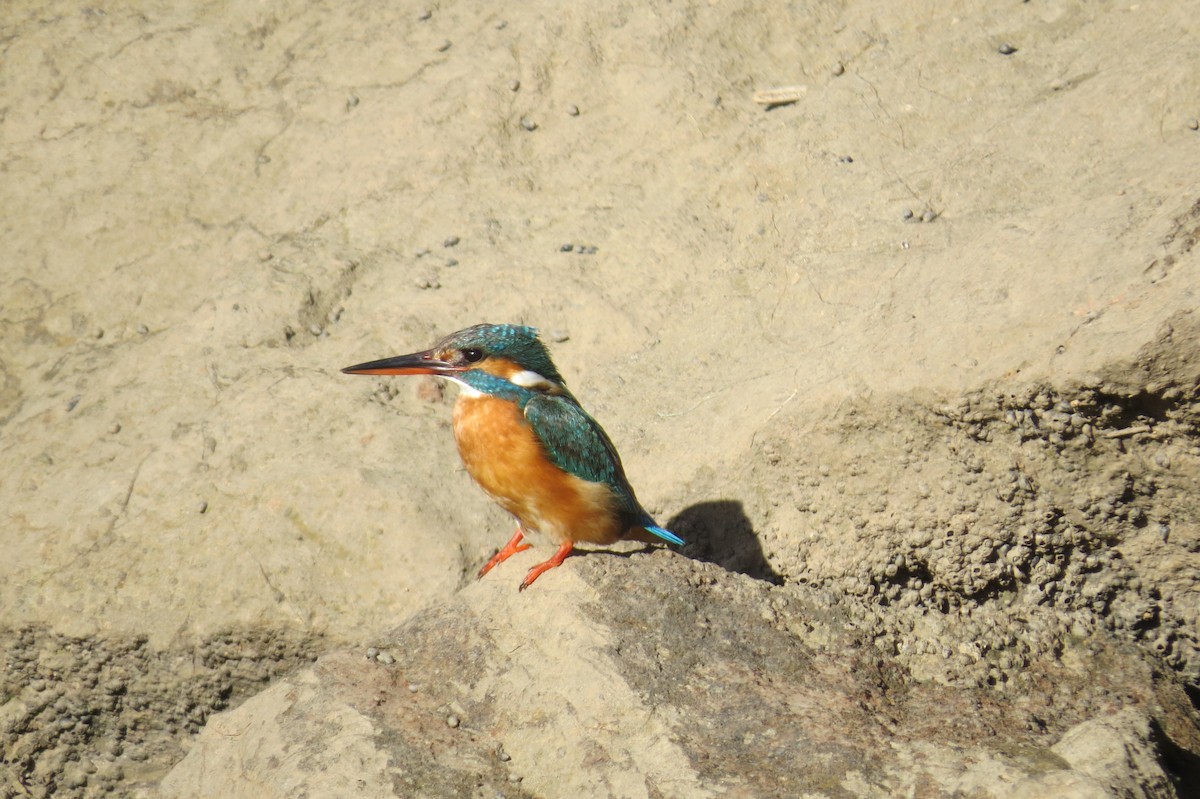 Common Kingfisher - Tiago Guerreiro