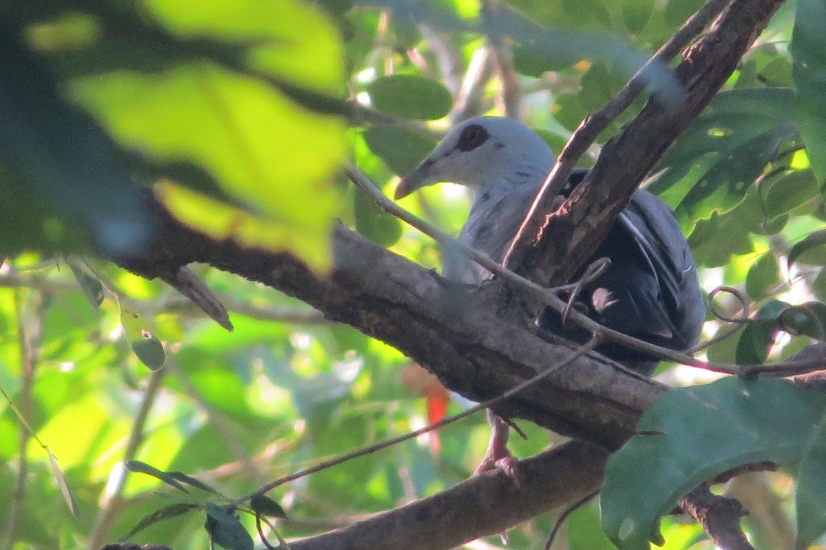 Pigeon des Andaman - ML26013241