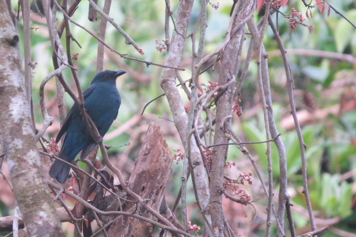 Asian Fairy-bluebird - Vivek Govind Kumar