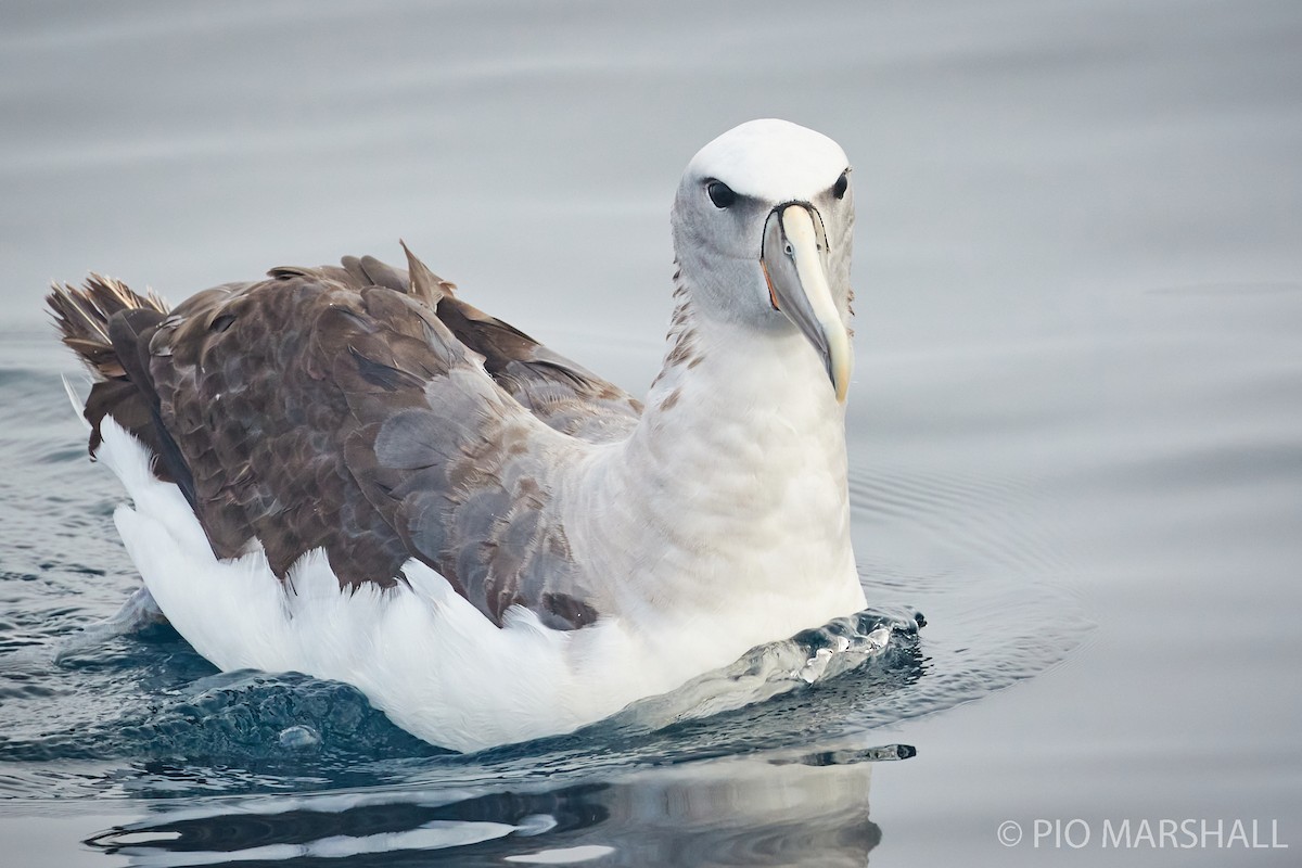 Salvin's Albatross - ML260132661