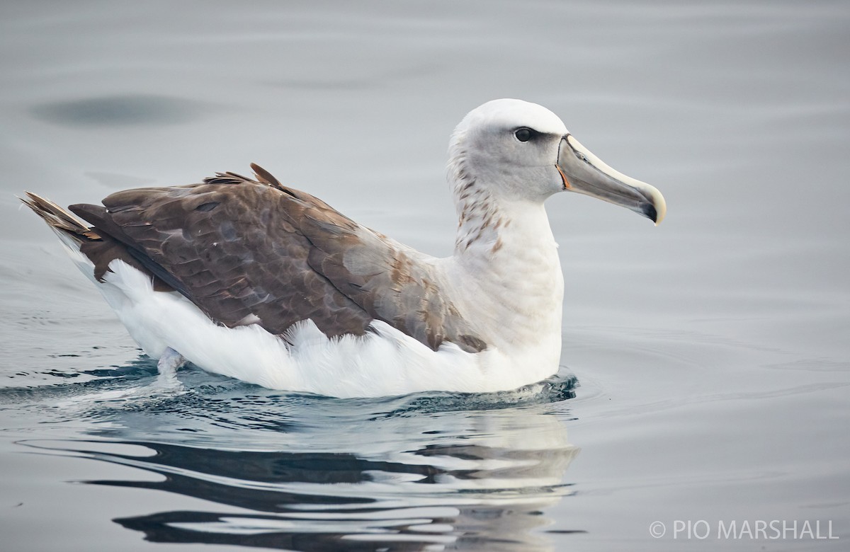 Salvin's Albatross - ML260132681