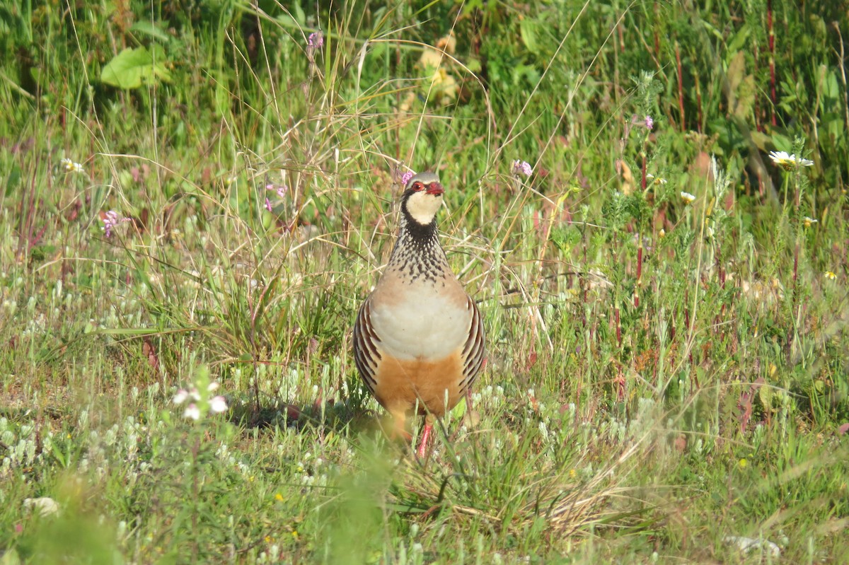 Red-legged Partridge - ML26013271