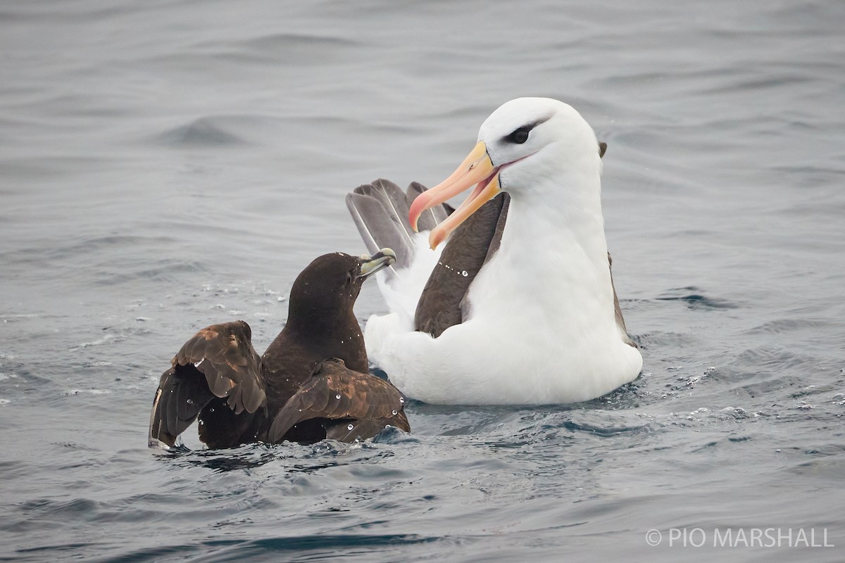 Black-browed Albatross - ML260132771