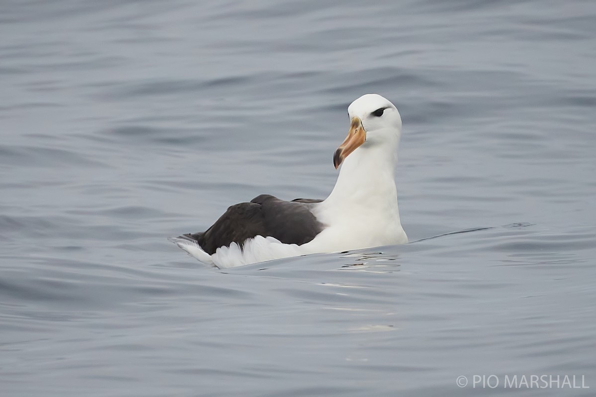 Schwarzbrauenalbatros - ML260132781