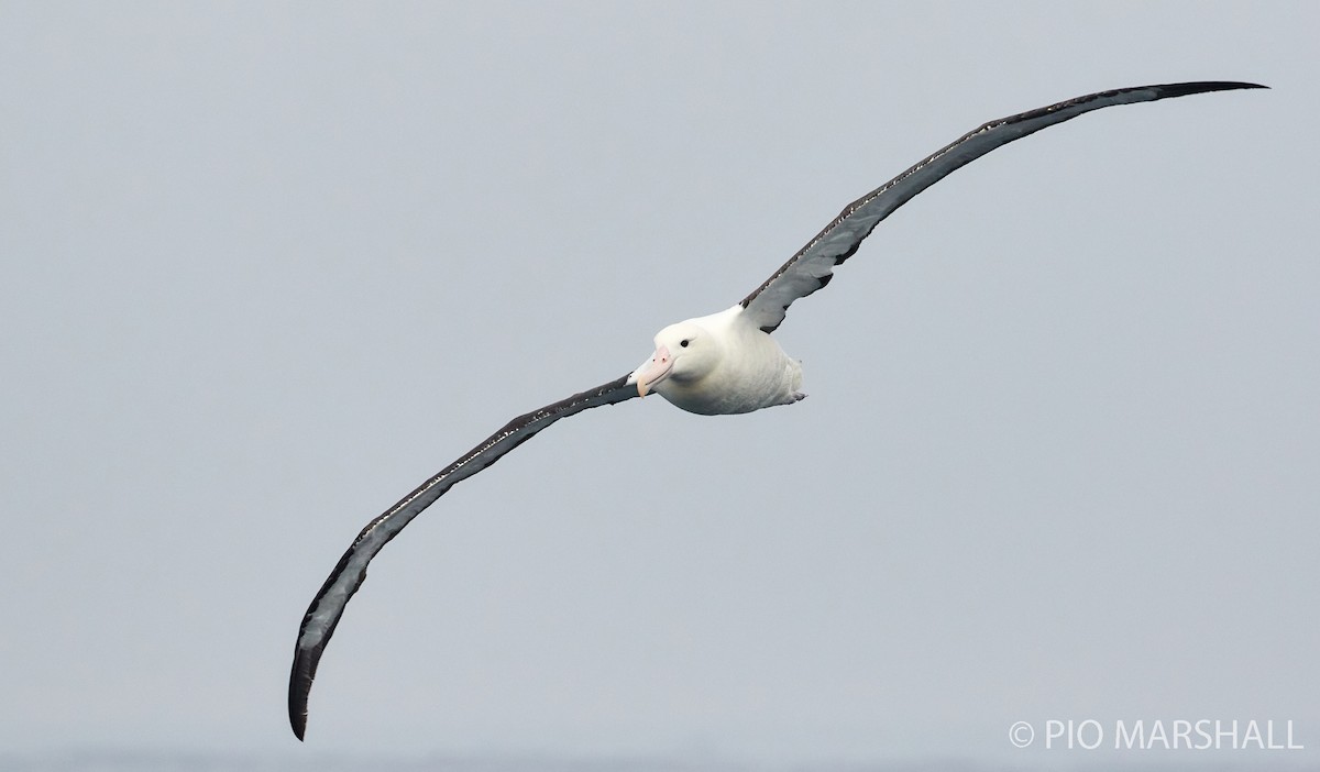 Schwarzflügelalbatros - ML260132971