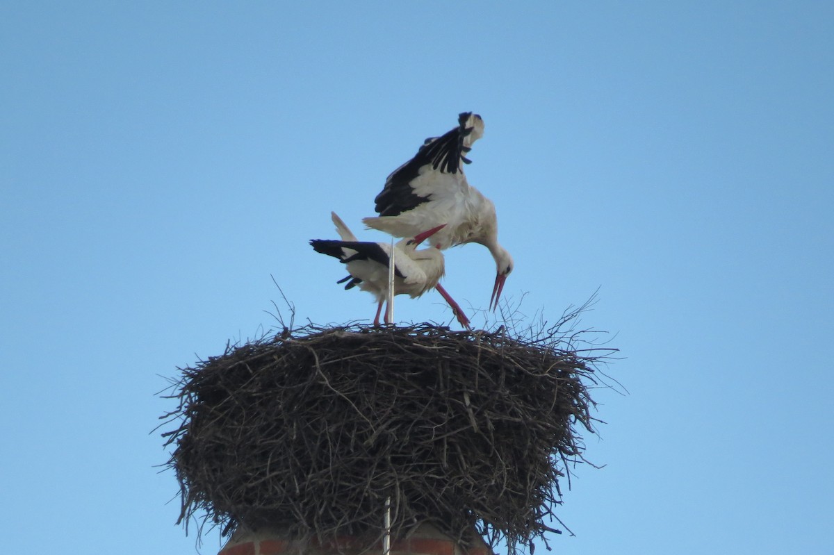 White Stork - Tiago Guerreiro