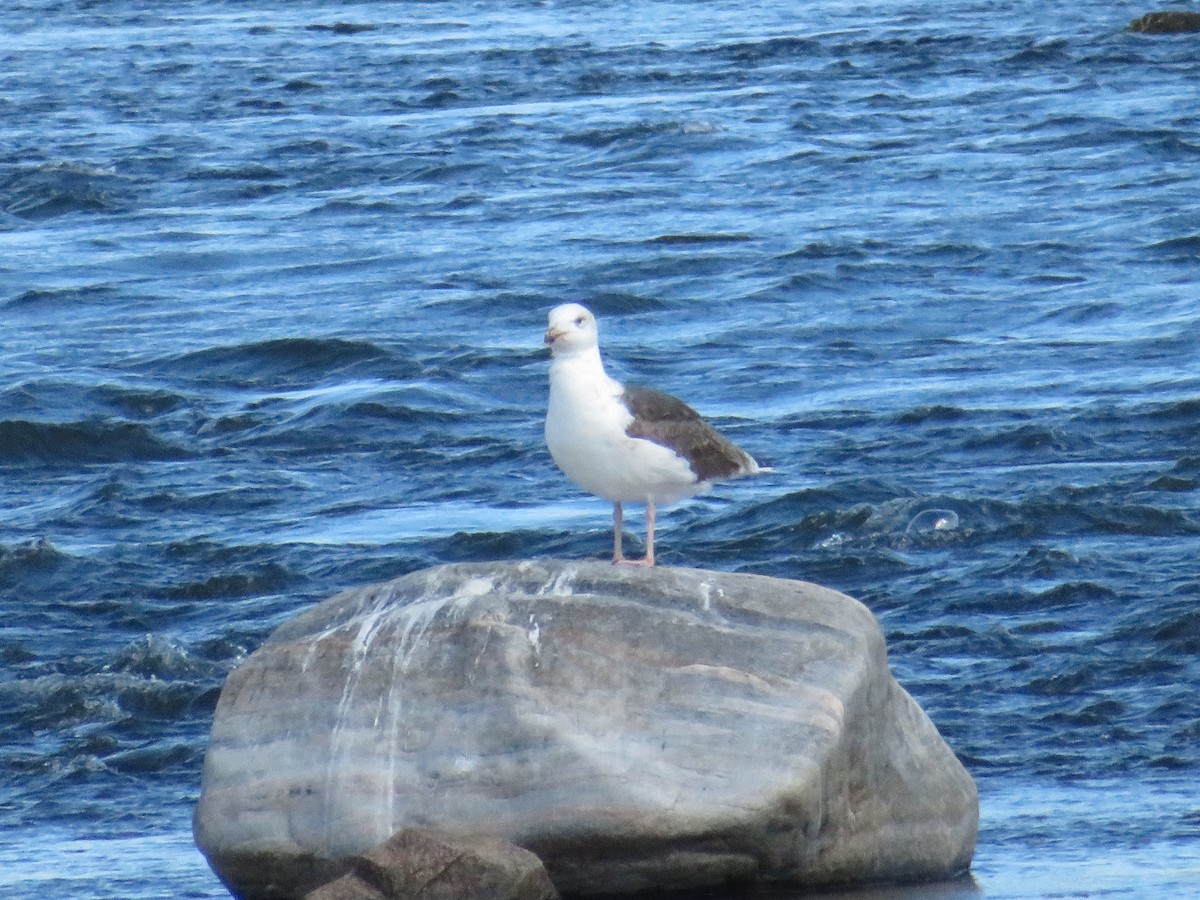 Great Black-backed Gull - ML260134191