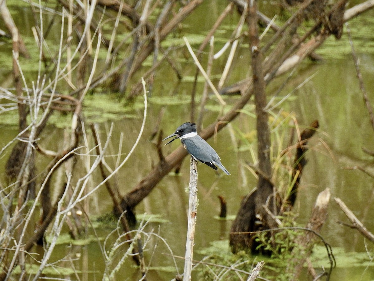 Belted Kingfisher - Sallie Carlock