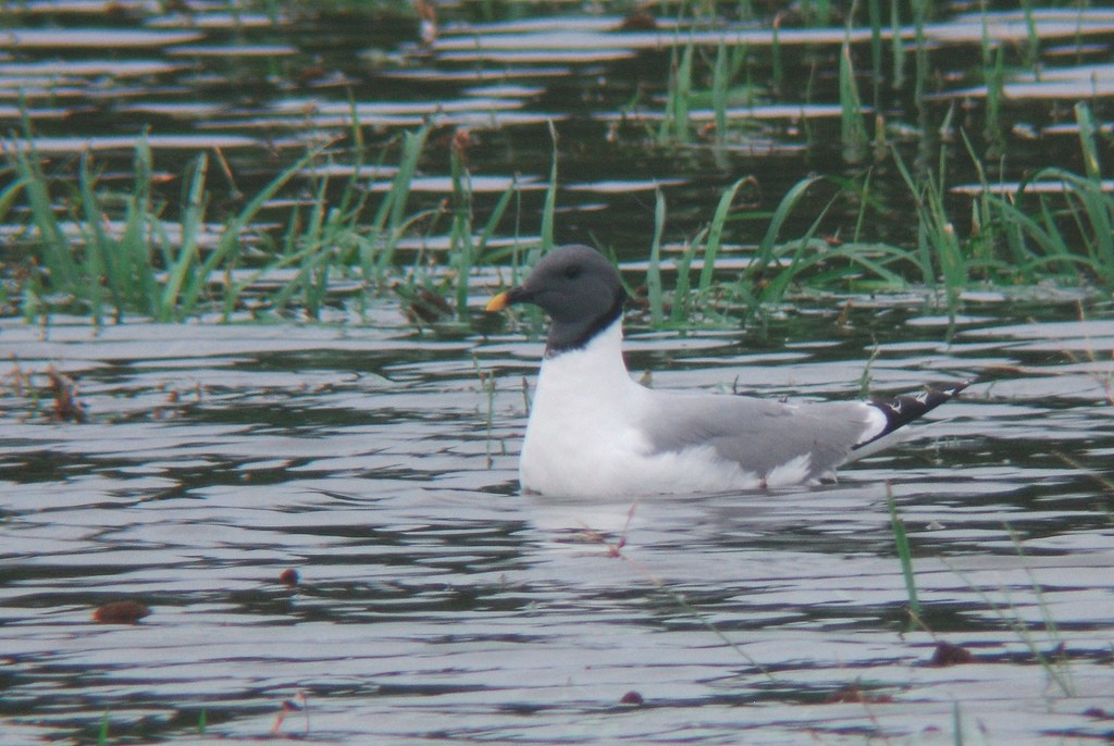 Sabine's Gull - David Hollie