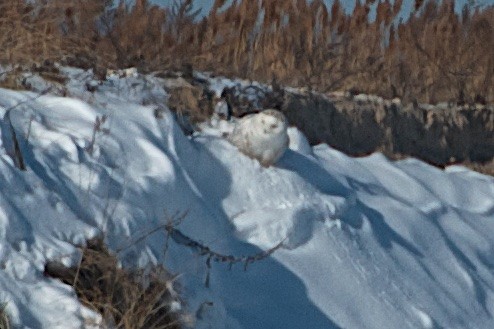 Snowy Owl - ML260137261