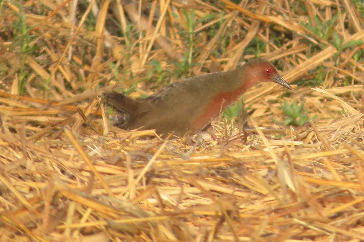 Ruddy-breasted Crake - ML26013731