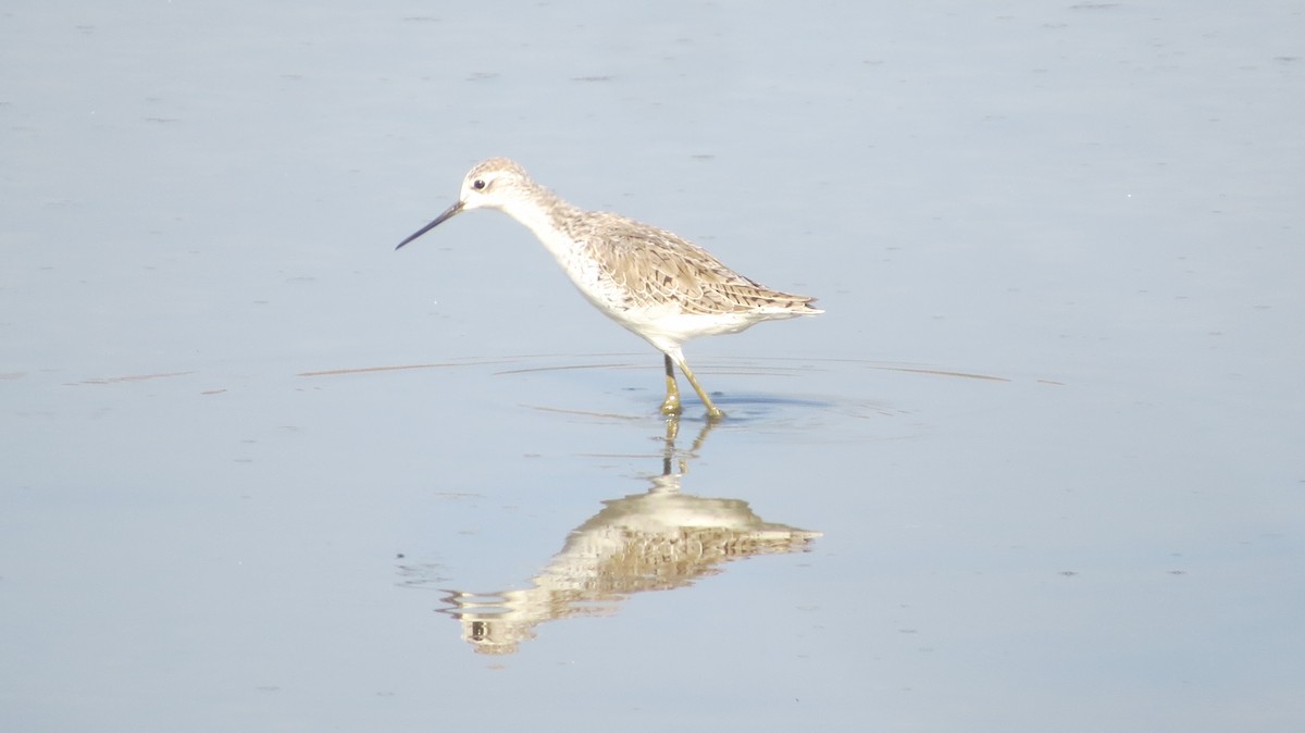 Marsh Sandpiper - ML26013791