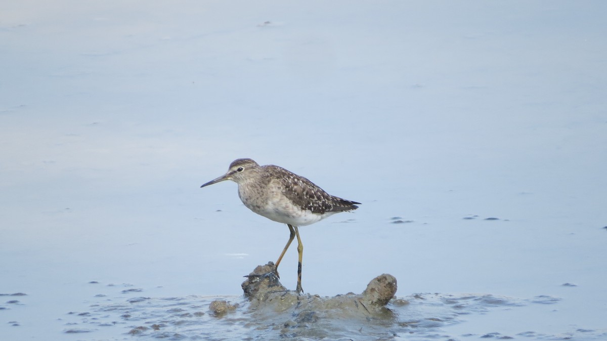 Wood Sandpiper - Vivek Govind Kumar