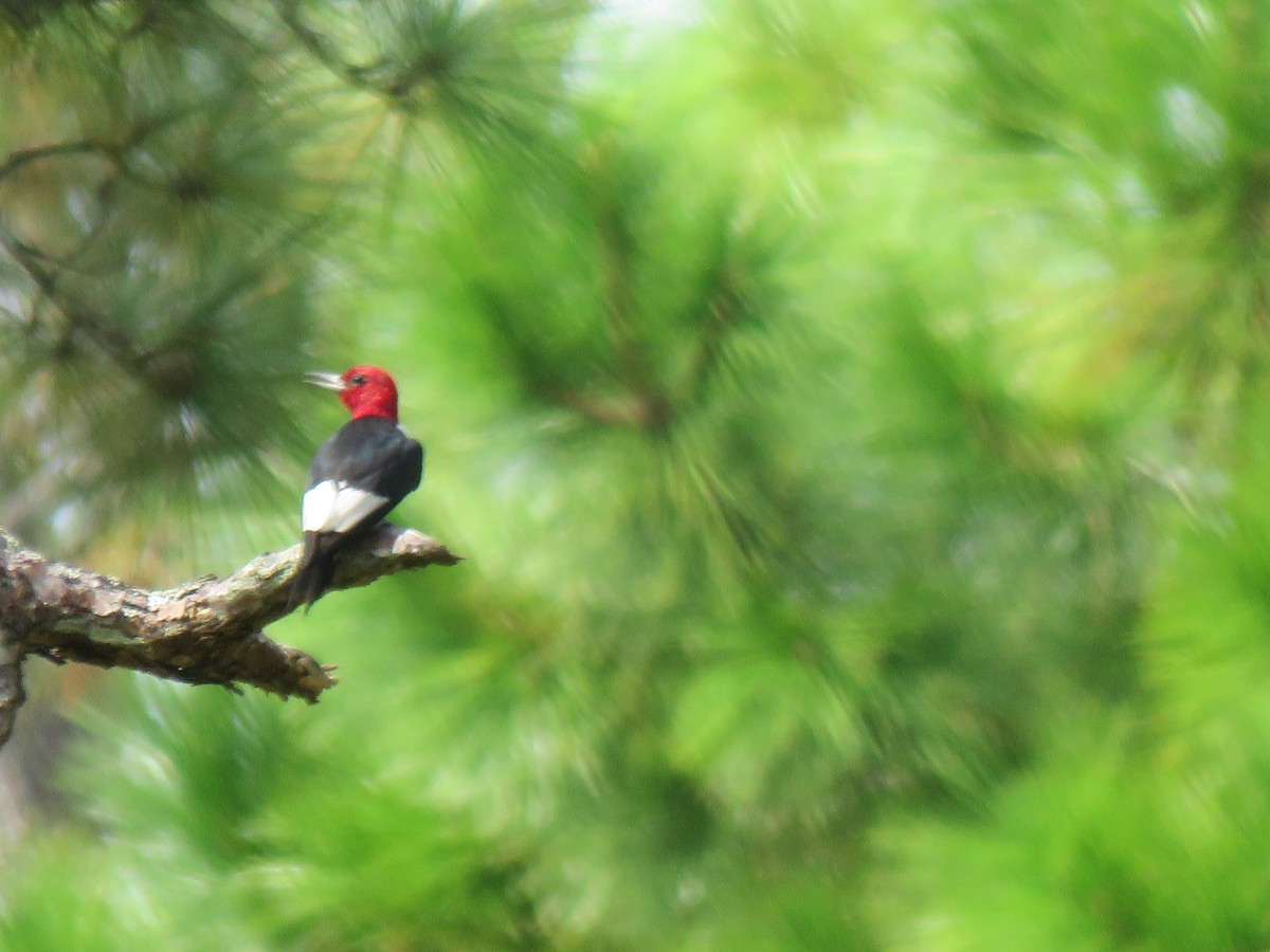 Pic à tête rouge - ML260138631