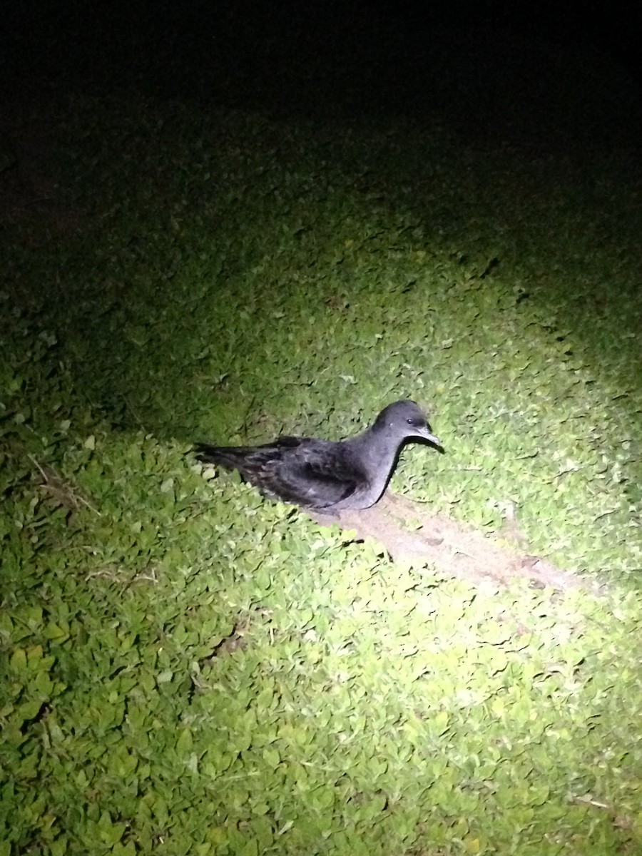 Short-tailed Shearwater - ML26013921