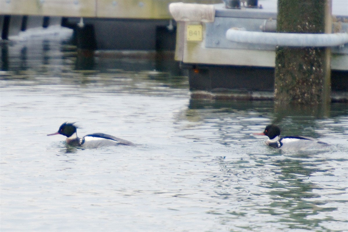 Red-breasted Merganser - Marilyn Henry