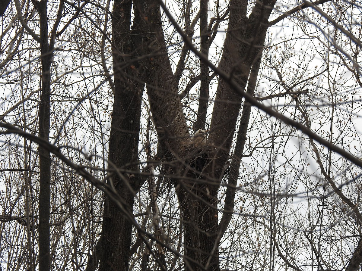 Great Horned Owl - ML260142321