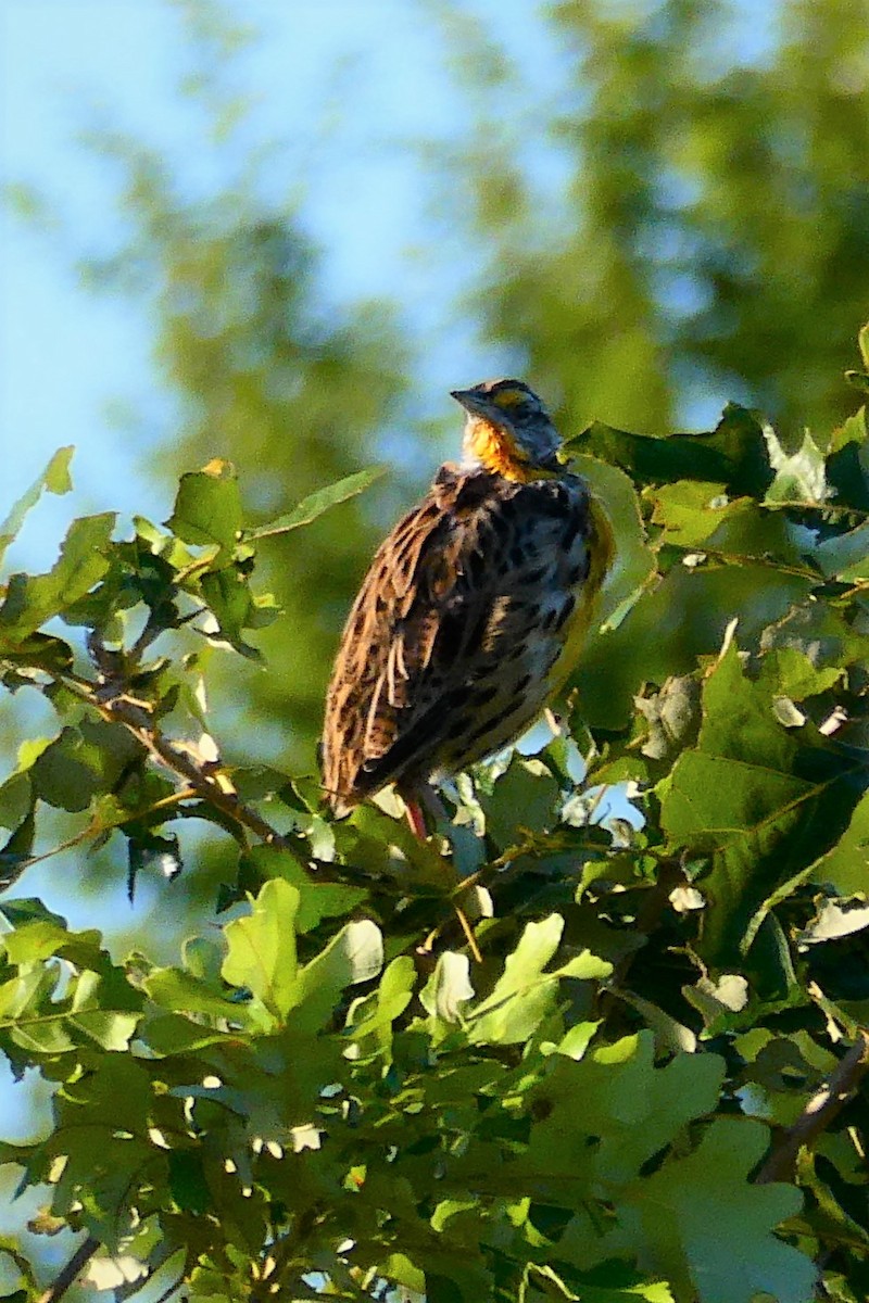 Eastern Meadowlark - ML260142861