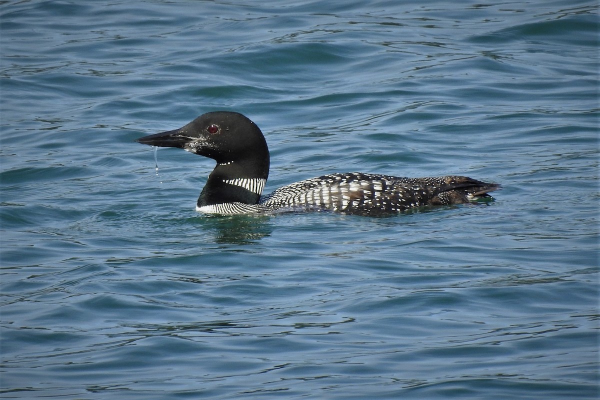 Common Loon - ML260143071