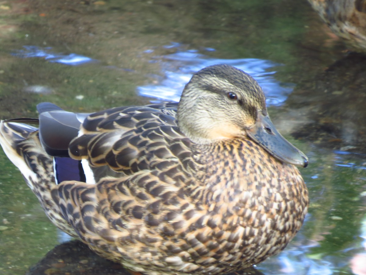 Canard colvert - ML260143131