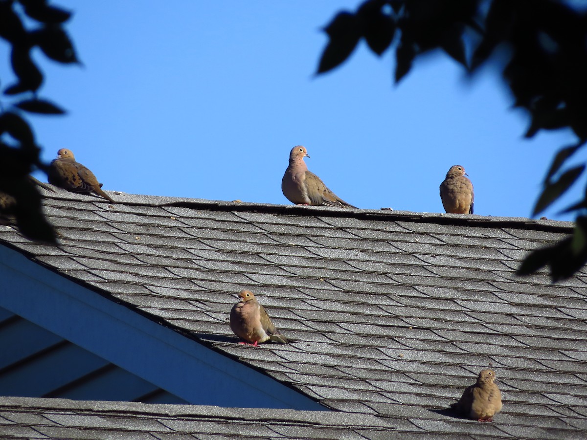 Mourning Dove - ML260143211