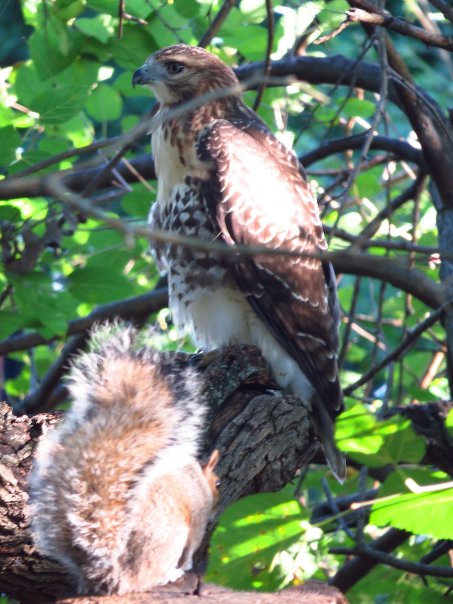 Red-tailed Hawk - ML260143561