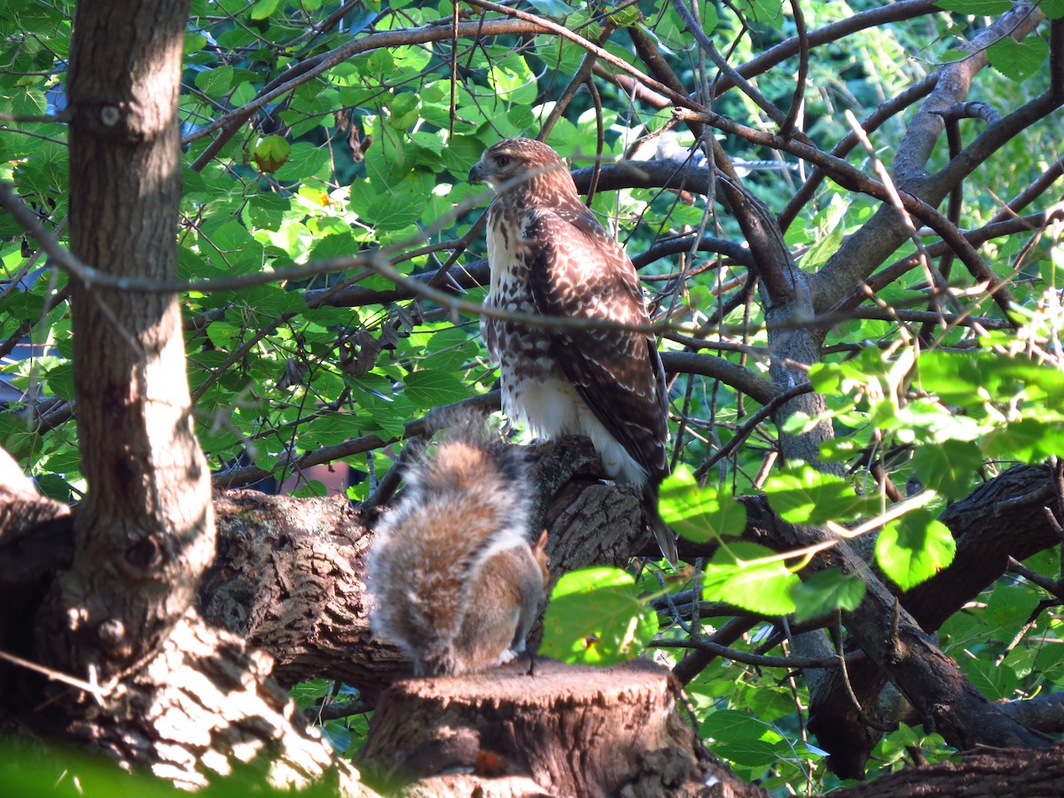 Red-tailed Hawk - ML260143571