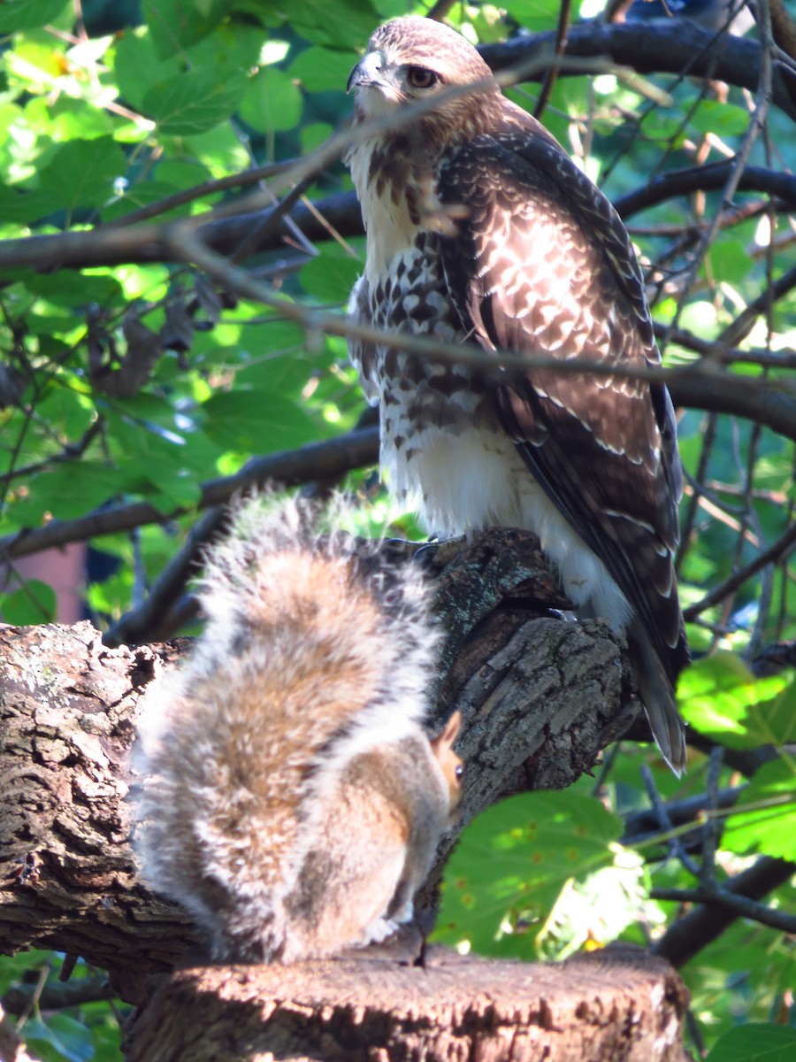 Red-tailed Hawk - ML260143581