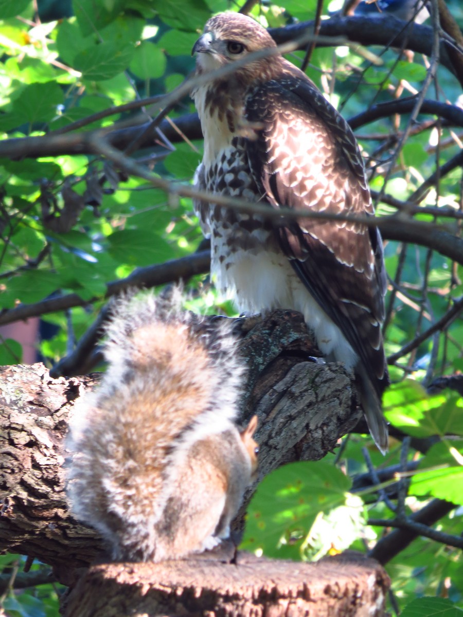 Red-tailed Hawk - ML260143591