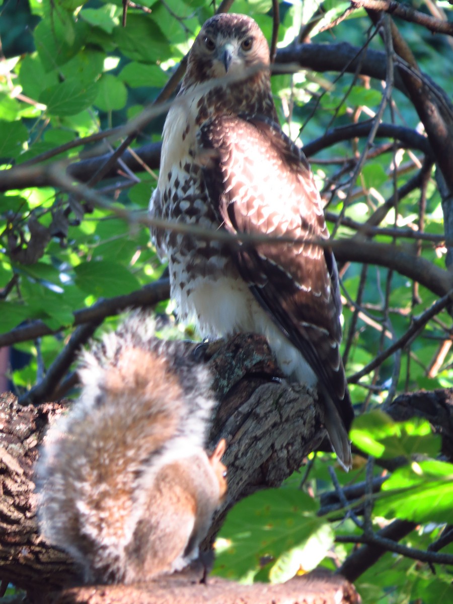 Red-tailed Hawk - ML260143601