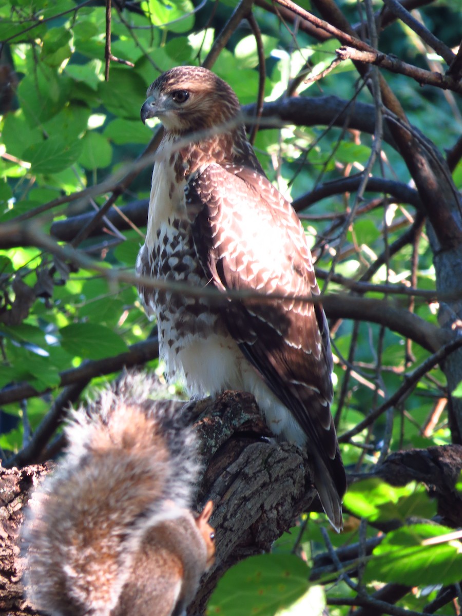 Red-tailed Hawk - ML260143611