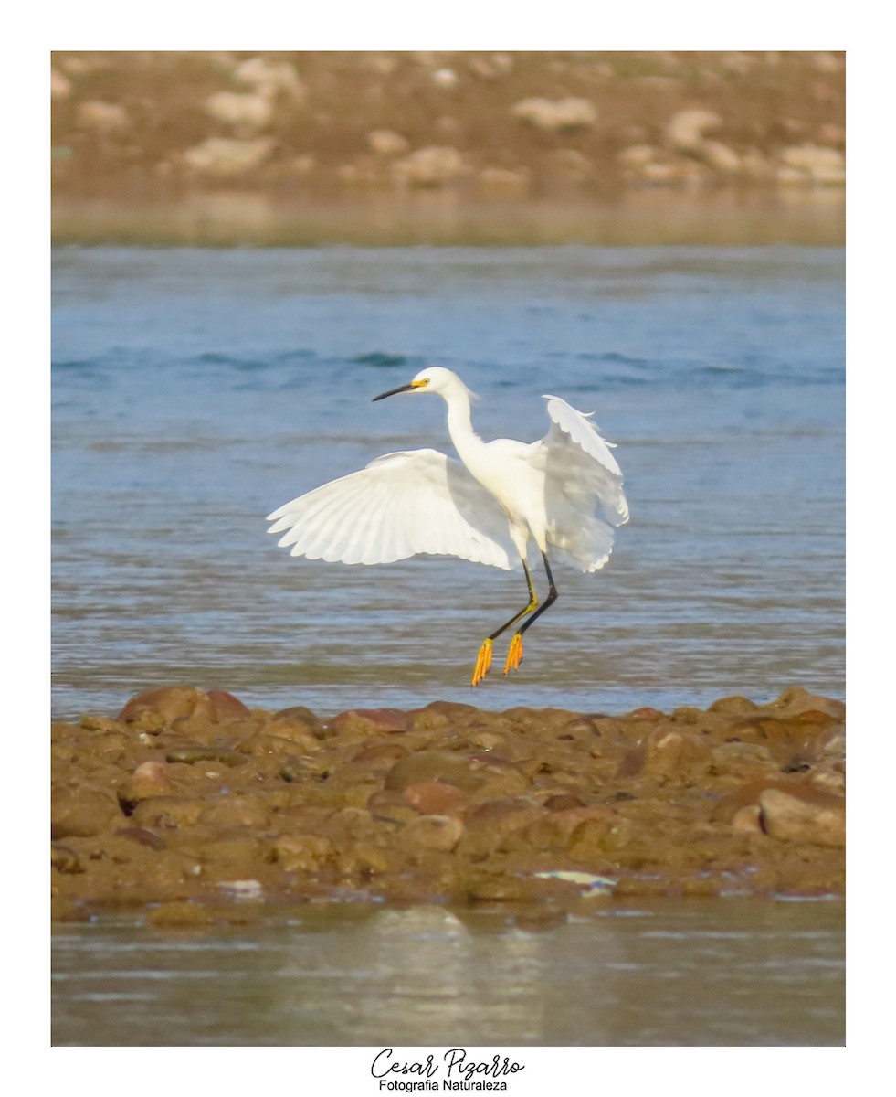 Snowy Egret - ML260143791