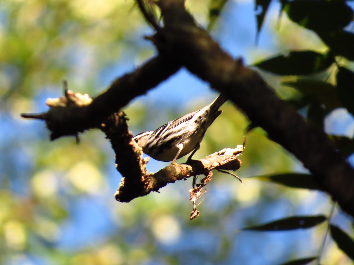 Black-and-white Warbler - Lillian Lugo