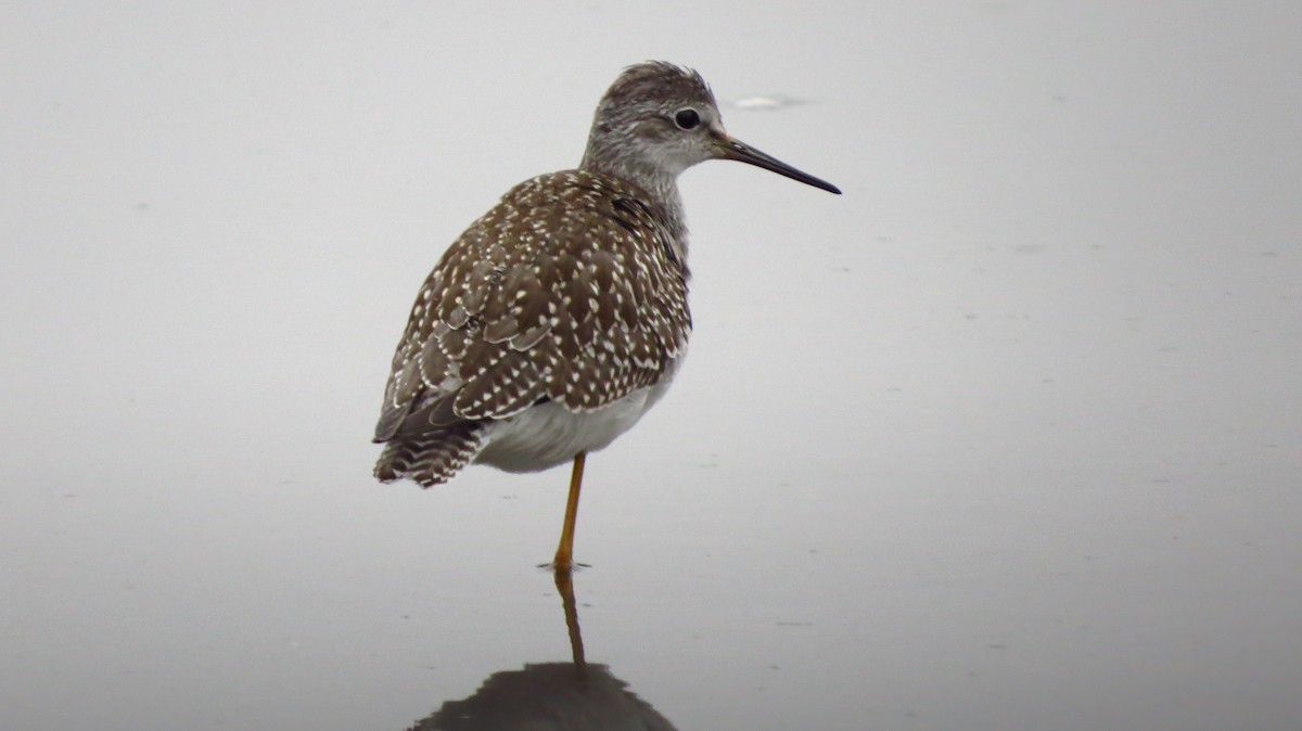 Greater Yellowlegs - ML260145951