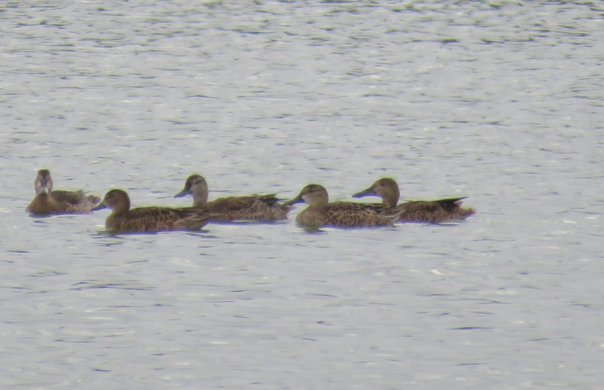 Cinnamon Teal - ML260146831