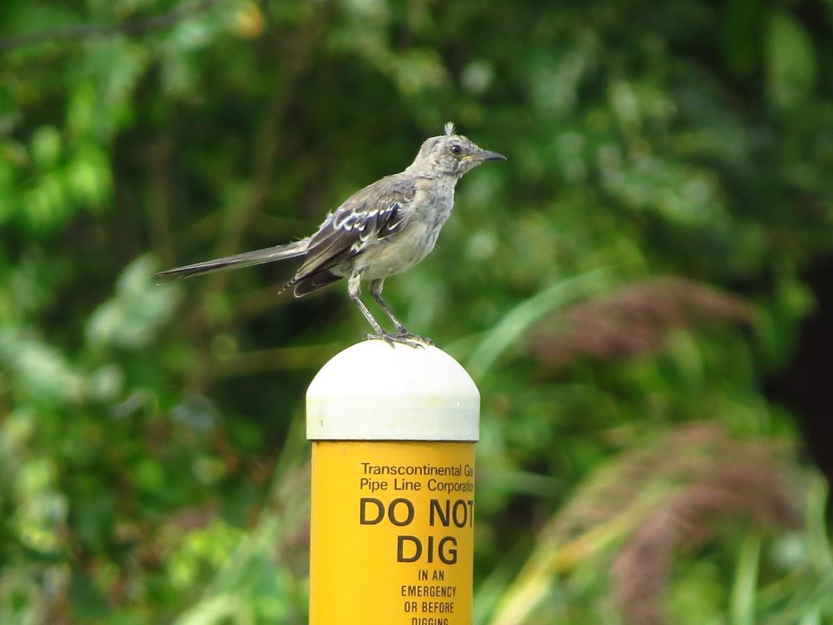 Northern Mockingbird - Lillian Lugo