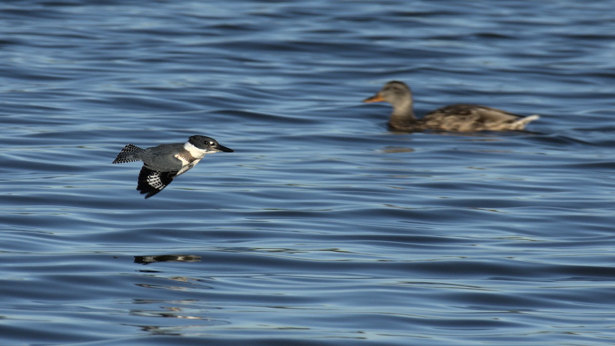 Belted Kingfisher - ML260149361