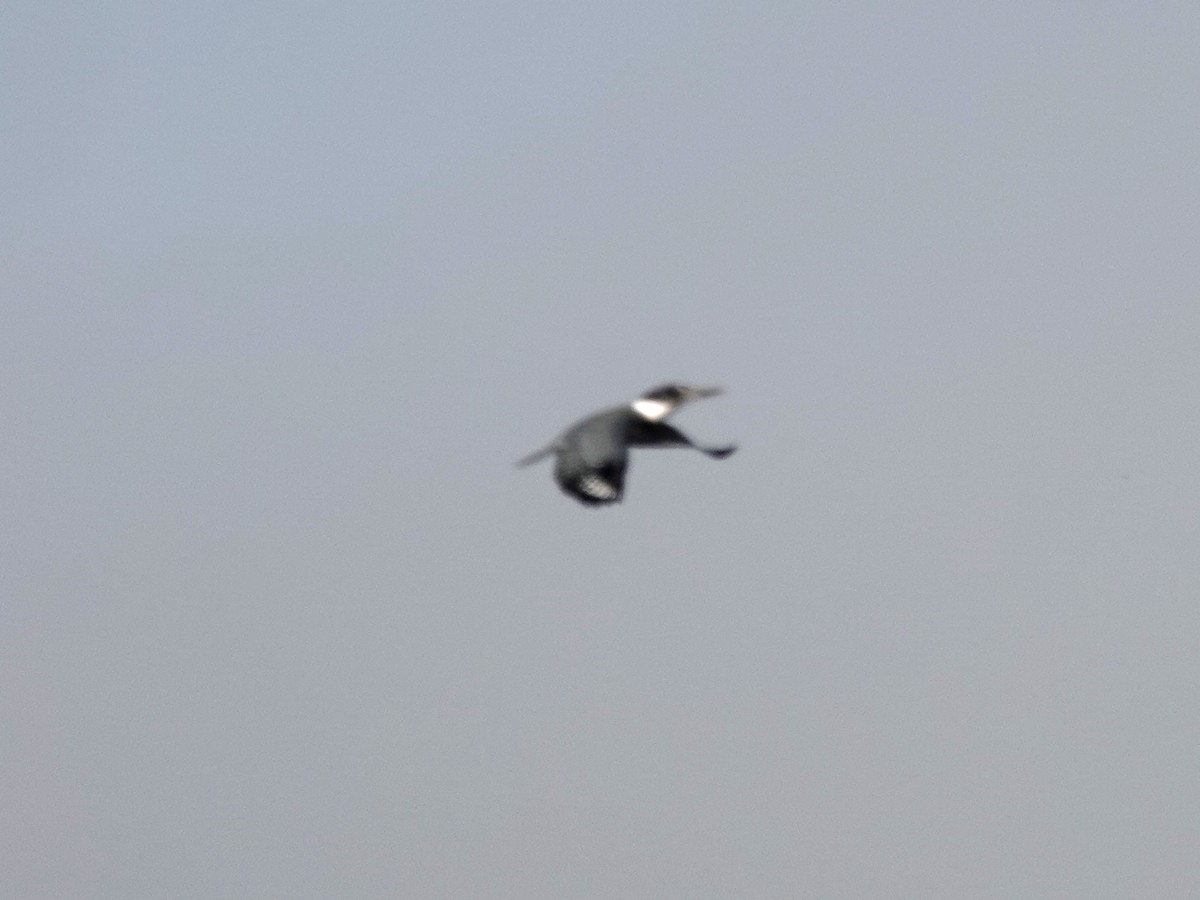 Belted Kingfisher - ML260150651