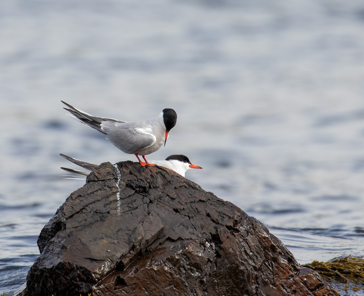 Common Tern - John Alexander