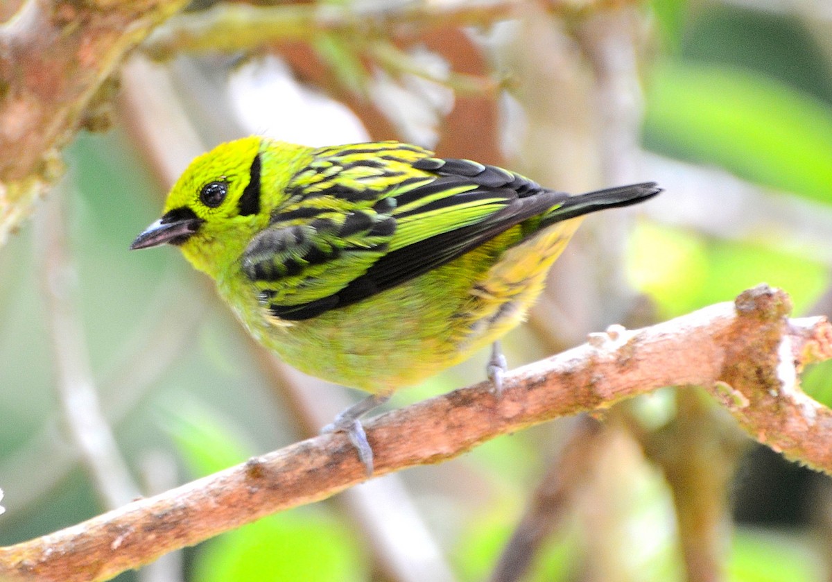 Emerald Tanager - ML26015211