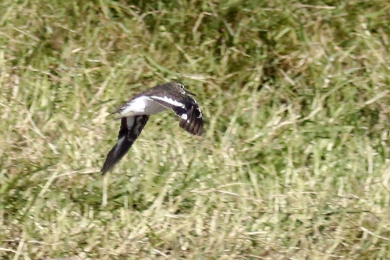 Common Sandpiper - ML260152681