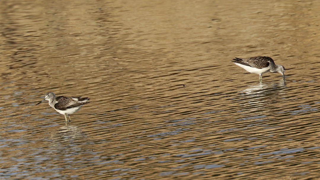 Common Greenshank - ML260152881