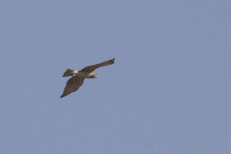 Short-toed Snake-Eagle - Francisco Barroqueiro