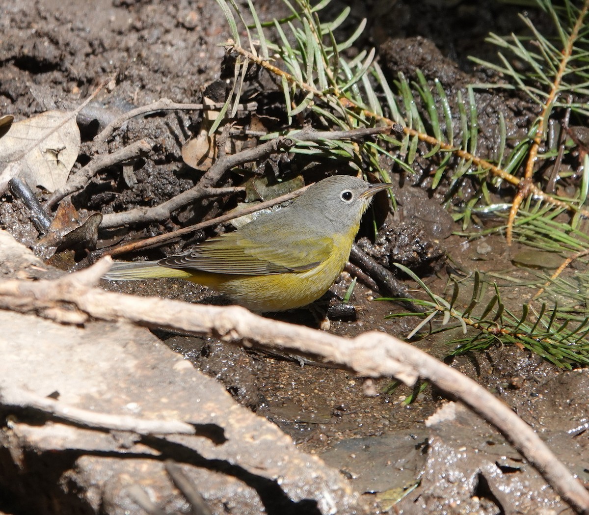 Nashville Warbler - ML260153731